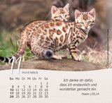 Katzen 2024 - Minikalender